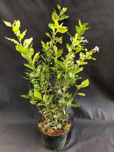 Quercus ilex 60-80 cm cont. 5,0L - afbeelding 3