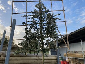 Quercus ilex 6-8 Hoogstam cont. 25L SCHERM,br120xh120 200 cm stam