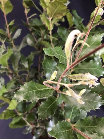 Quercus ilex 80-100 cm cont. 15L - afbeelding 2