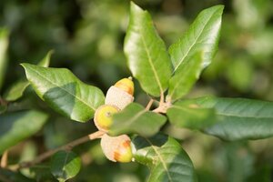 Quercus ilex 80-100 cm cont. 9L