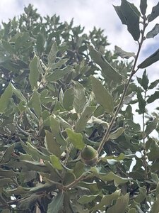 Quercus ilex 8-10 Hoogstam cont. 25L - afbeelding 3