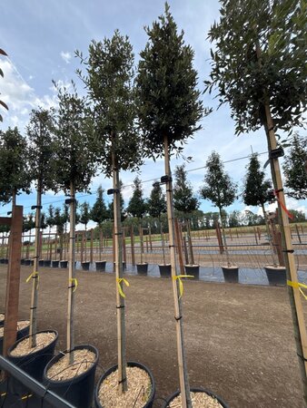 Quercus ilex 8-10 Hoogstam cont. 25L - afbeelding 4
