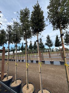 Quercus ilex 8-10 Hoogstam cont. 25L - afbeelding 4
