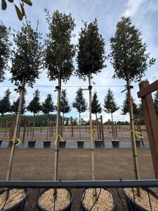 Quercus ilex 8-10 Hoogstam cont. 25L - afbeelding 5