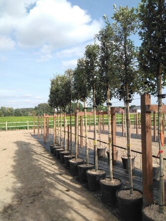 Quercus ilex 8-10 Hoogstam cont. 25L - afbeelding 2