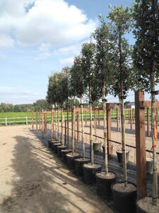 Quercus ilex 8-10 Hoogstam cont. 25L - afbeelding 2