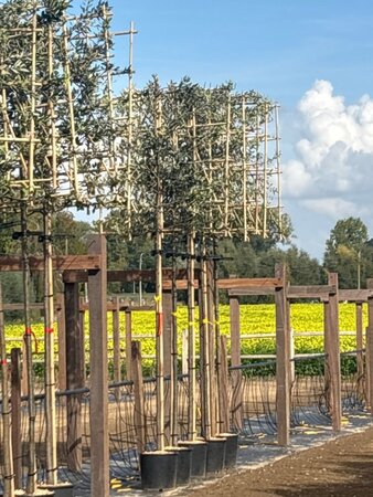 Quercus ilex 8-10 Hoogstam cont. 30L SCHERM,br120xh120 180 cm stam - afbeelding 2