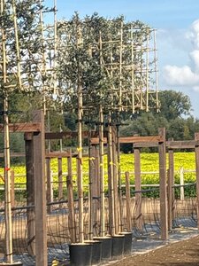 Quercus ilex 8-10 Hoogstam cont. 30L SCHERM,br120xh120 180 cm stam - afbeelding 3