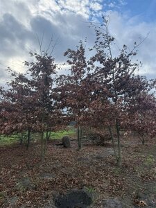 Quercus palustris 500-600 cm draadkluit solitair