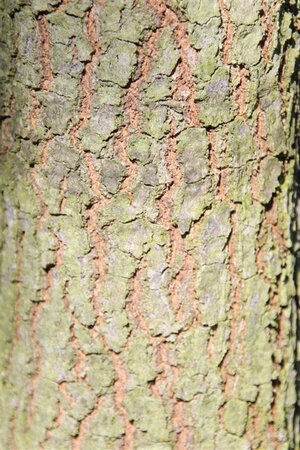 Quercus phellos 200-250 cm draadkluit - afbeelding 2