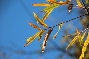 Quercus phellos 200-250 cm draadkluit - afbeelding 3