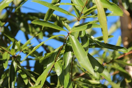 Quercus phellos 200-250 cm draadkluit - afbeelding 4