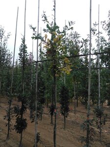 Quercus robur 6-8 Hoogstam wortelgoed