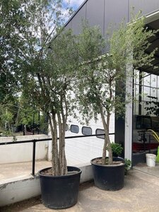Quercus suber 300-350 cm cont. 230L meerstammig