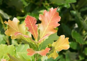 Quercus warei 'Regal Prince' = 'Long' 20-25 Hoogstam draadkluit voorgeleid