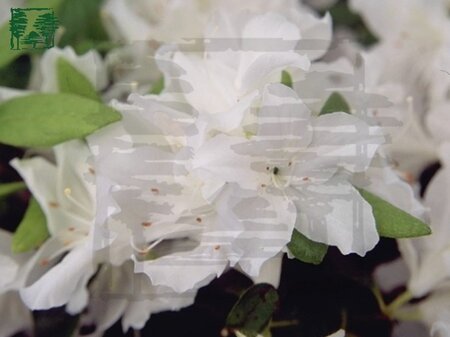 Rhododendron (AJ) 'Adonis' WIT 40-50 cm cont. 5,0L