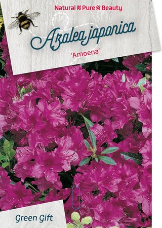 Rhododendron (AJ) 'Amoena' BLAUW 40-50 cm cont. 10L - afbeelding 2