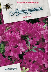 Rhododendron (AJ) 'Amoena' BLAUW 40-50 cm cont. 10L - afbeelding 2