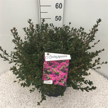 Rhododendron (AJ) 'Amoena' BLAUW 40-50 cm cont. 10L - afbeelding 3