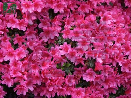 Rhododendron (AJ) 'Amoena' BLAUW 60-70 cm met kluit