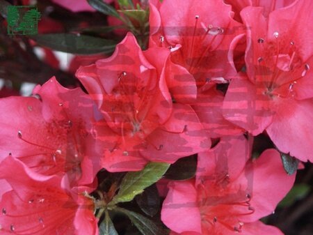 Rhododendron (AJ) 'Arabesk' ROOD 30-35 cm cont. 3,0L