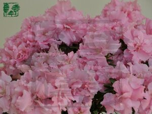 Rhododendron (AJ) 'Betty Ann Voss' ROZE 60-70 cm met kluit