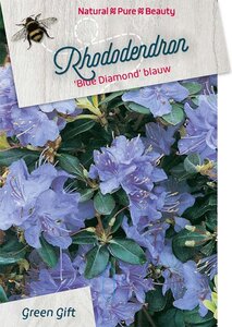 Rhododendron 'Blue Diamond' 40-50 cm cont. 10L