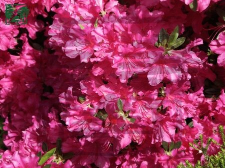 Rhododendron (AJ) 'Blaue Donau' BLAUW 30-40 cm cont. 3,0L