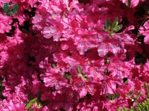 Rhododendron (AJ) 'Blaue Donau' BLAUW 30-40 cm cont. 3,0L