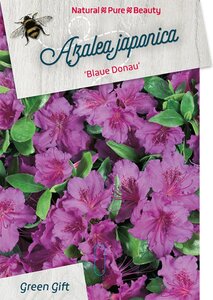 Rhododendron (AJ) 'Blaue Donau' BLAUW 40-50 cm cont. 10L