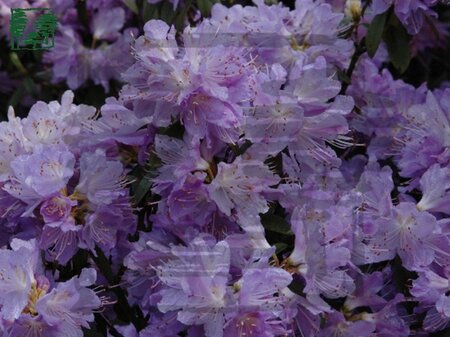 Rhododendron 'Blue Tit' dwerg BLAUW 30-40 cm cont. 2,0L