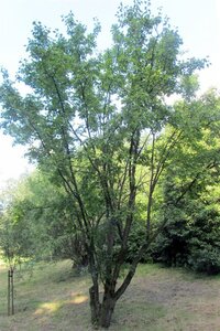 Rhamnus cathartica 80-100 cm wortelgoed 3-5 tak struik - afbeelding 3