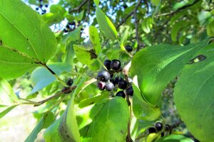 Rhamnus cathartica 80-100 cm wortelgoed 3-5 tak struik - afbeelding 4