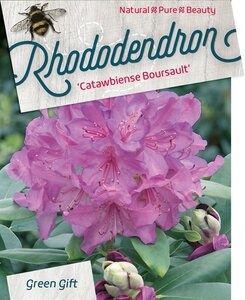 Rhododendron 'Catawb. Boursault' PAARS 50-60 cm cont. 10L