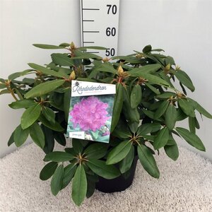 Rhododendron 'Catawb. Boursault' PAARS 50-60 cm cont. 10L - afbeelding 2