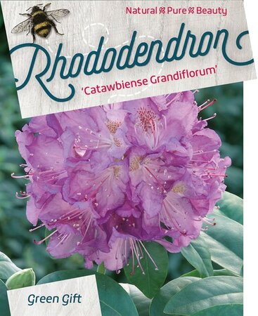 Rhododendron 'Catawbiense Grandiflorum' PAARS 50-60 cm cont. 10L - afbeelding 3