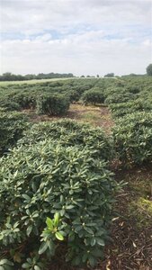 Rhododendron 'Catawbiense Grandiflorum' PAARS 80-100 cm met kluit - afbeelding 3