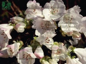 Rhododendron 'Cilpinense' 15-20 cm cont. 2,0L