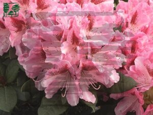 Rhododendron 'Cosmopolitan' ROZE 30-40 cm cont. 4,0L