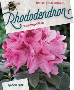 Rhododendron 'Cosmopolitan' ROZE 40-50 cm cont. 10L