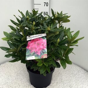 Rhododendron 'Cosmopolitan' ROZE 40-50 cm cont. 10L - afbeelding 2