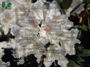 Rhododendron 'Cunningham's White' WIT 120-140 cm met kluit