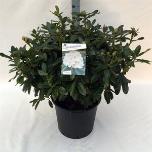 Rhododendron 'Cunningham's White' WIT 60-70 cm cont. 30L - afbeelding 2