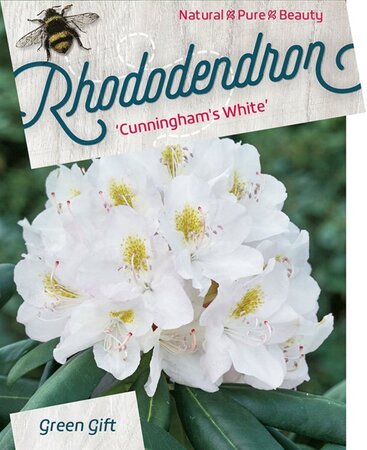 Rhododendron 'Cunningham's White' WIT 60-80 cm cont. 20L - afbeelding 4