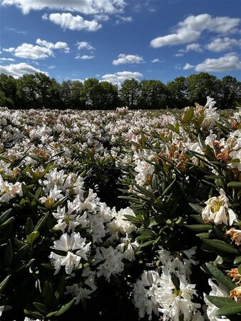 Rhododendron 'Cunningham's White' WIT 60-80 cm cont. 20L - afbeelding 2