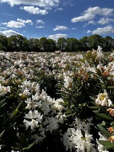 Rhododendron 'Cunningham's White' WIT 60-80 cm cont. 20L - afbeelding 2
