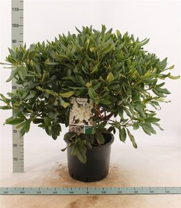 Rhododendron 'Cunningham's White' WIT 60-80 cm cont. 20L - afbeelding 3