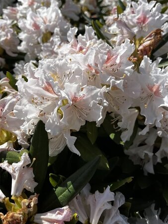 Rhododendron 'Cunningham's White' WIT 80-90 cm met kluit - afbeelding 2