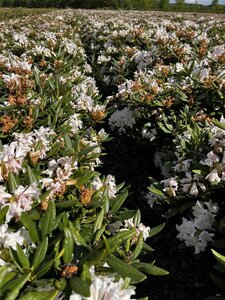Rhododendron 'Cunningham's White' WIT 80-90 cm met kluit - afbeelding 3