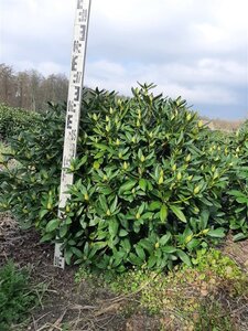 Rhododendron 'Cunningham's White' WIT 80-90 cm met kluit - afbeelding 4
